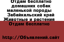 Отдам бесплатно домашних собак маленькой породы - Забайкальский край Животные и растения » Отдам бесплатно   